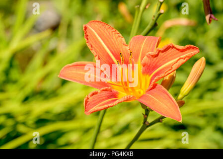 In der Nähe von orange Lilie Blume, an einem hellen Sommertag in Gressoney Saint Jean, Lys Valley, Aosta, Italien geschossen Stockfoto