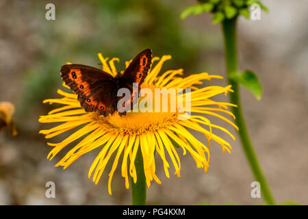 Eine braune Schmetterling auf Gelbe daisy flower, Schuß an einem hellen Sommertag in Gressoney Saint Jean, Lys Valley, Aosta, Italien Stockfoto