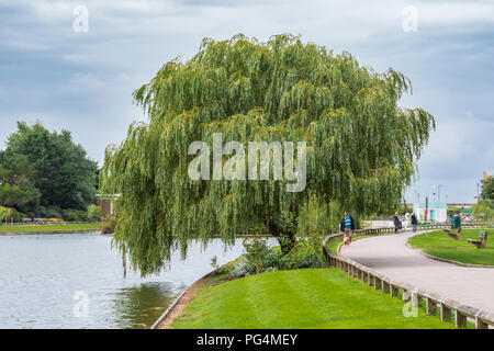 Trauerweide (Salix babylonica) wächst im Sommer an einem kleinen See in einem Park im Sommer in Großbritannien. Stockfoto