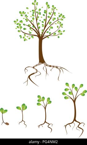 Sammlung von Bäumen von klein bis groß Stock Vektor