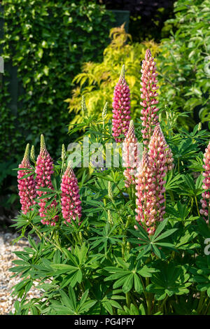 Lupin oder Lupin wächst im Sommer flower bed Stockfoto