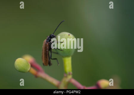 Phyllopertha horticola, klettert auf die Mutter Obst Stockfoto