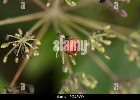 Coccinella septempunctata, Marienkäfer auf einer grünen Anlage Stockfoto