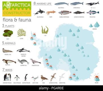 Antarktis, Antarktis, Flora und Fauna Karte, flache Elemente. Tiere, Vögel und Sea Life big eingestellt. Ihre Geographie Infografiken Sammlung aufzubauen. Vektor Stock Vektor