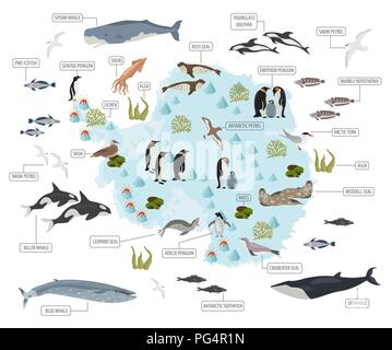 Antarktis, Antarktis, Flora und Fauna Karte, flache Elemente. Tiere, Vögel und Sea Life big eingestellt. Ihre Geographie Infografiken Sammlung aufzubauen. Vektor Stock Vektor