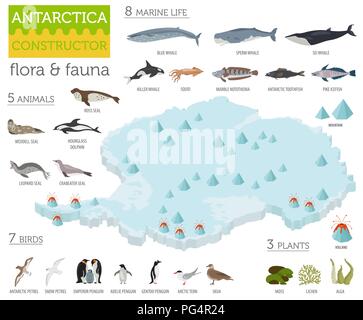 Isometrische 3d-Antarktis Flora und Fauna Karte Elemente. Tiere, Vögel und Sea Life. Ihre eigene Geographie Infografiken Sammlung aufzubauen. Vektor illustrati Stock Vektor