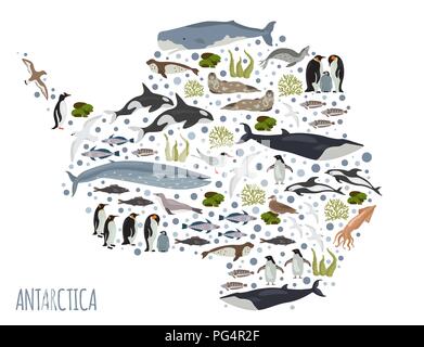 Antarktis, Antarktis, Flora und Fauna Karte, flache Elemente. Tiere, Vögel und Sea Life big eingestellt. Ihre Geographie Infografiken Sammlung aufzubauen. Vektor Stock Vektor