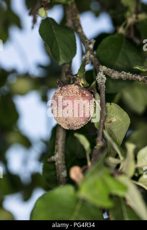 Einen faulen Apfel hängt am Baum Stockfoto