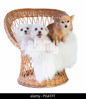 Malteser Hund, Coton de Tulear und Chihuahua auf einem Korbstuhl auf weißem Hintergrund Stockfoto