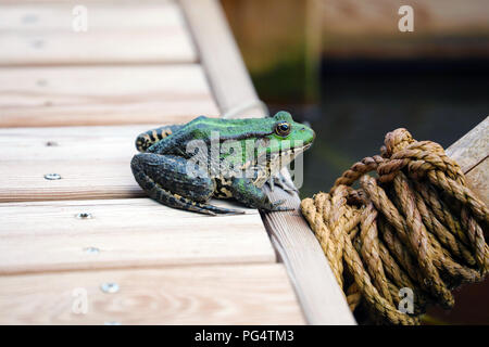 Perez Frog's. Close Up Profil Porträt einer wunderschönen Iberischen Green Frog, Auch Bekannt Als iberischen Wasser Frosch oder Coruna Frosch (Pelophylax Perezi) Stockfoto