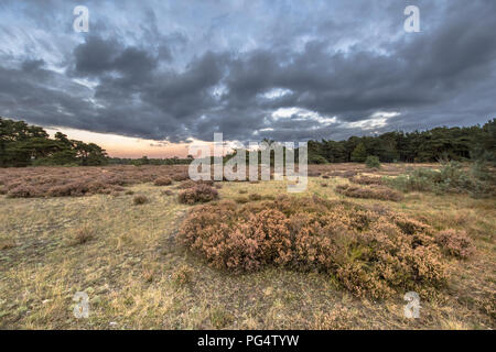 Sonnenuntergang über Heide im Nationalpark Hoge Veluwe in der Provinz Gelderland, Niederlande Stockfoto