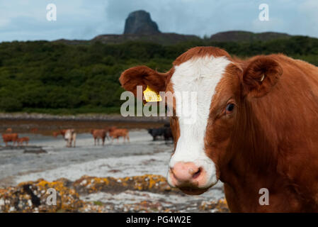 Vieh auf Strand, Insel Eigg Stockfoto