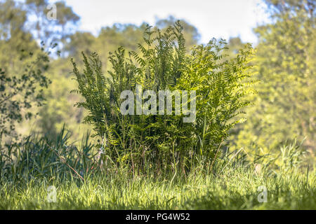 Royal fern (Osmunda regalis) auf natürliche wachsenden Umgebung Stockfoto