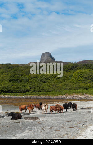 Vieh auf Strand, Insel Eigg Stockfoto