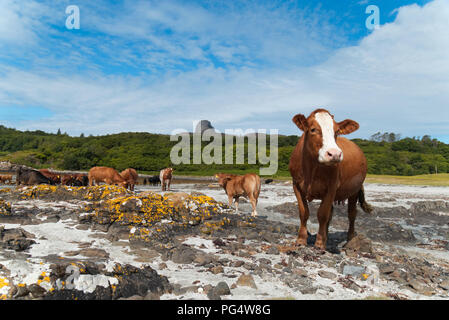 Vieh auf Strand, Insel Eigg Stockfoto