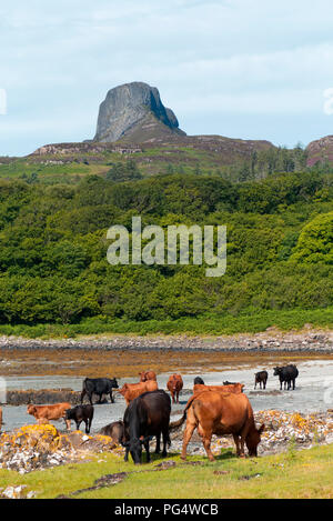 Vieh auf Strand, Insel Eigg Stockfoto