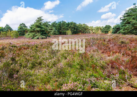 Anzeigen von Heather gefüllt Heide am kleinen Teich in der Nähe von Frensham Farnham, einem beliebten Wander- und Erholungsgebiet Beauty Spot, im Sommer Stockfoto