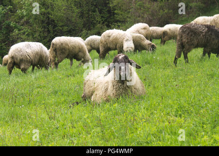Eine Gruppe von Schafen auf der Grünen Wiese auf einem Hügel Stockfoto