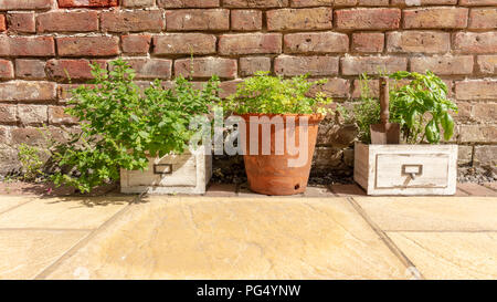 Minze, Rosmarin, glatte Petersilie und Basilikum Kräuter wachsen in der Pflanzer und einen Topf gegen eine Wand in einem Garten Stockfoto