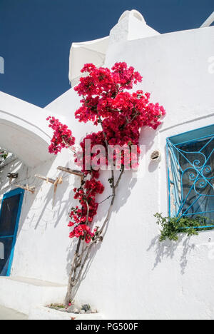 Santorini Imerovigli Bougainvillea Stockfoto