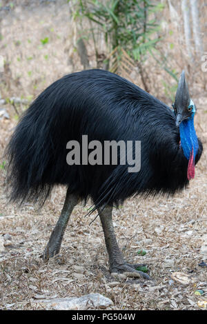 Australien. Southern Cassowary aka Doppel-Gelbstirn-blatthühnchen cassowary, Australische cassowary oder zwei - Gelbstirn-blatthühnchen cassowary (Casuarius casuarius-Johnsonii) Stockfoto