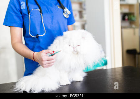 Schönen weißen odd-eyed Persischen Katze beim Tierarzt. Stockfoto