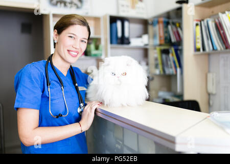 Schönen weißen odd-eyed Persischen Katze beim Tierarzt. Stockfoto