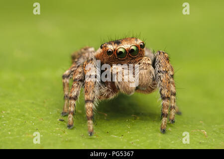 Jumping Spider (Evarcha falcata) männlichen sitzen auf dornbusch Blatt. Tipperary, Irland Stockfoto