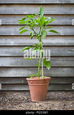 Padron chili peppers wächst auf einer Anlage in einem Terrakottatopf. Die paprikaschoten sind beliebt als spanischer tapas Teller Stockfoto