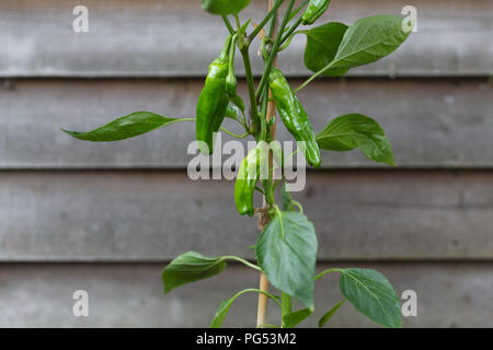 Padron chili Pfeffer wächst auf einer Anlage. Die paprikaschoten sind beliebt als spanischer tapas Teller Stockfoto