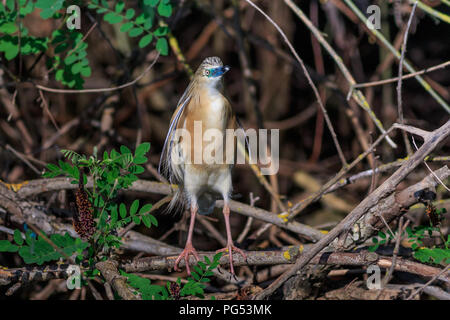 Squacco Heron (Ardeola ralloides) im Donaudelta, Rumänien Stockfoto