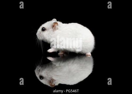 Kleine weiße Hamster sitzt isoliert auf schwarzen Hintergrund mit Reflektion Stockfoto