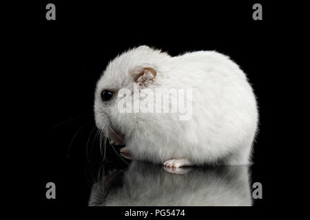 Kleine weiße Hamster sitzt isoliert auf schwarzen Hintergrund mit Reflektion Stockfoto