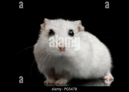 Neugierig weiß Hamster sitzt isoliert auf schwarzen Hintergrund mit Reflektion Stockfoto