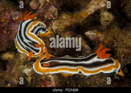 Sea Slug, Chromodoris magnifica, Dendrodoris, Anilao, Batangas, Philippinen, philippinische Meer, Pazifischer Ozean, Asien Stockfoto