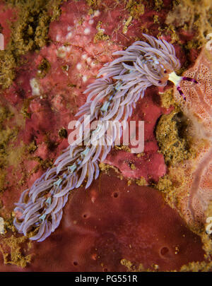 Sea Slug, Pteraeolidia semperi, Facelinidae, Anilao, Batangas, Philippinen, philippinische Meer, Pazifischer Ozean, Asien Stockfoto