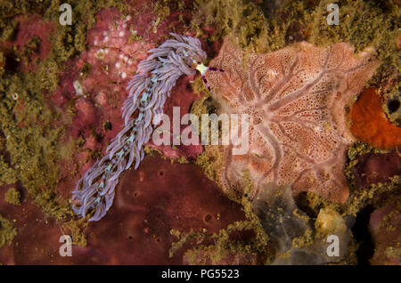 Sea Slug, Pteraeolidia semperi, Facelinidae, Anilao, Batangas, Philippinen, philippinische Meer, Pazifischer Ozean, Asien Stockfoto