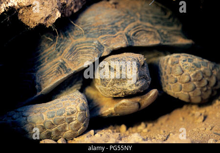 Wüstenschildkröte (Gopherus Agassizii) im Fuchsbau am Roten Klippen Wüste finden in SW Utah Stockfoto