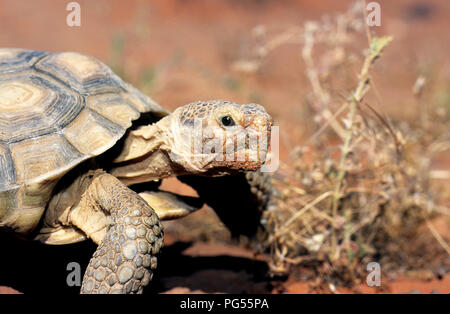 Wüstenschildkröte (Gopherus Agassizii) am Roten Felsen Wüste finden in SW Utah Stockfoto