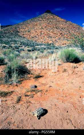 Wüstenschildkröte (Gopherus Agassizii) am Roten Felsen Wüste finden in SW Utah Stockfoto