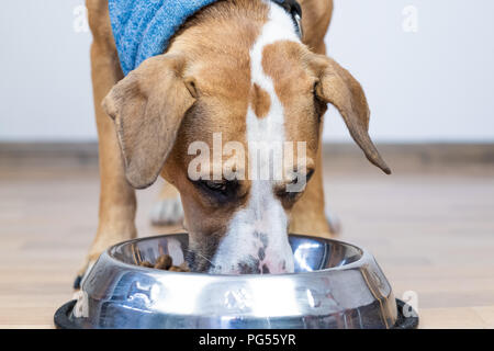 Hund Essen aus der Schüssel im Innenbereich. Nette junge Staffordshire Terrier in Essen in minimalistischer House Hintergrund Stockfoto