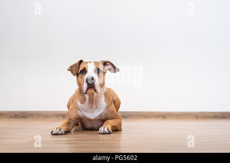 Portrait von netten jungen Hund drinnen. Staffordshire Terrier Welpe in Bandana in den leeren Raum eines Hauses suchen Stockfoto