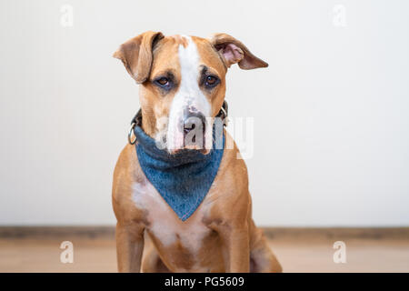 Portrait von netten jungen Hund drinnen. Stockfoto