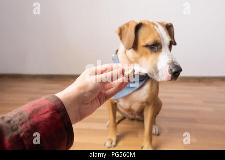 Ausgebildete intelligente Hund verweigert Nahrung von Menschen. Eigentümer gibt verwöhnen mit einem Staffordshire Terrier Welpen im Innenbereich Stockfoto