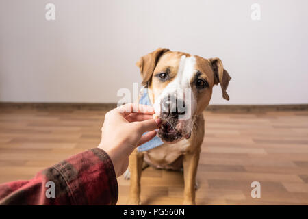Intelligente hund Nahrung von Menschen ausgebildet. Eigentümer gibt verwöhnen mit einem Staffordshire Terrier Welpen im Innenbereich Stockfoto