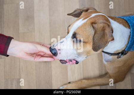 Intelligente hund Nahrung aus menschlichen, Ansicht von oben ausgebildet. Eigentümer gibt verwöhnen mit einem Staffordshire Terrier Welpen in einem Zimmer Stockfoto