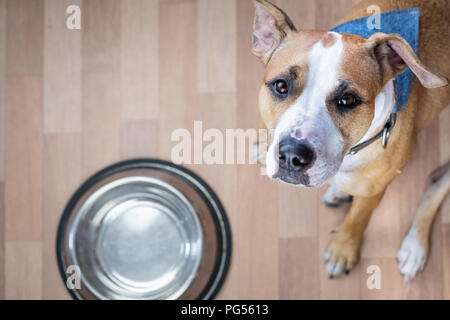 Hungrig Hund sitzt auf dem Boden in der Nähe von futternapf und bittet um Essen. Cute Staffordshire Terrier Hund suchen und Betteln für Leckereien Stockfoto