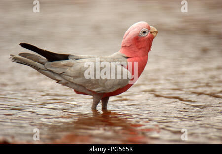 Galah (Eolophus roseicapilla) das Trinken aus einer Wasserstelle im Outback Western Australia. Stockfoto