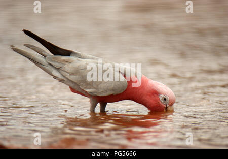 Galah (Eolophus roseicapilla) das Trinken aus einer Wasserstelle im Outback Western Australia. Stockfoto