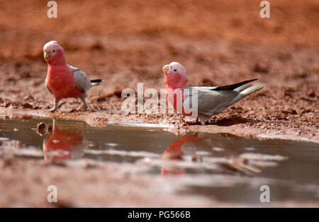 Galahs (Eolophus roseicapilla) das Trinken aus einer Wasserstelle im Outback Western Australia. Stockfoto